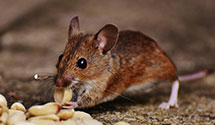 24 Hour & Emergency Exterminators in Holyoke, MA